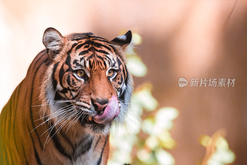 孟加拉虎(Panthera tigris tigris)在树上，野生动物拍摄